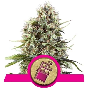 Royal Queen Seeds Chocolate Haze