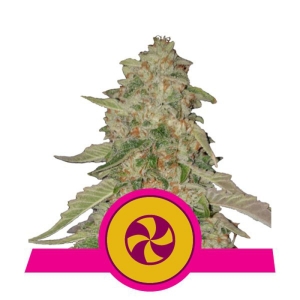 Royal Queen Seeds Sweet ZZ