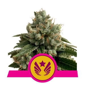 Royal Queen Seeds Legendary OG Punch