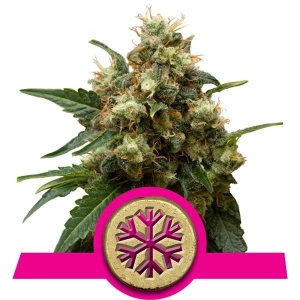 Royal Queen Seeds Wedding Gelato