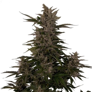 Royal Queen Seeds Royal Critical Automatic