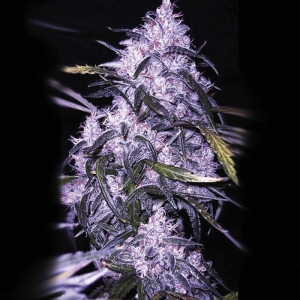 Growers Choice Blue Forest Berry