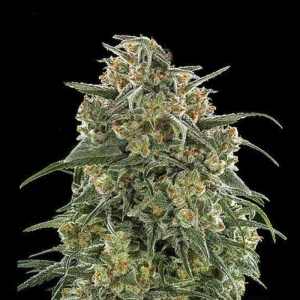 Growers Choice Banana Sherbet