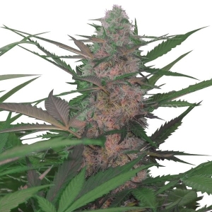 Royal Queen Seeds Royal AK Automatic