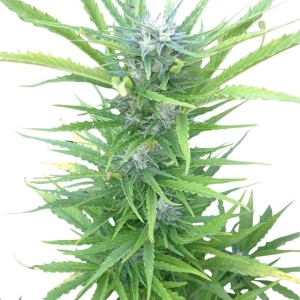 Royal Queen Seeds Northern Light Automatic