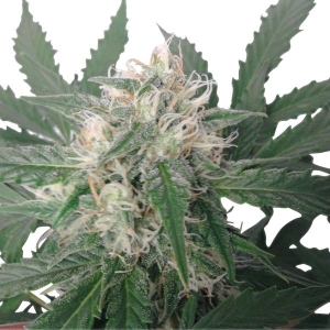 Royal Queen Seeds Royal Bluematic