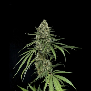 Growers Choice Critical+