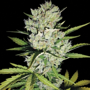 Growers Choice Nicole Kush