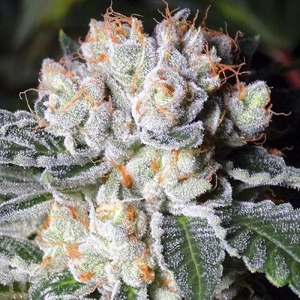 Growers Choice White Fire O.G.