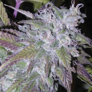 Growers Choice Silver Grape Sherbet