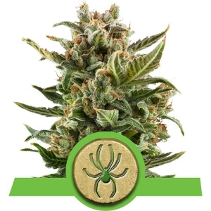 Royal Queen Seeds RQS White Widow Automatic