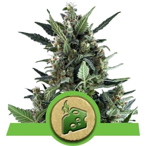 Royal Queen Seeds Blue Cheese Automatic