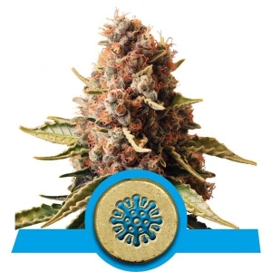 Royal Queen Seeds Euphoria