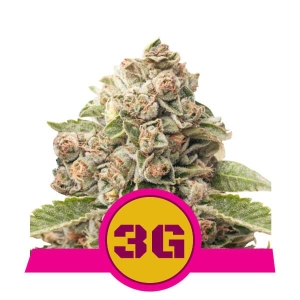 Royal Queen Seeds Triple G