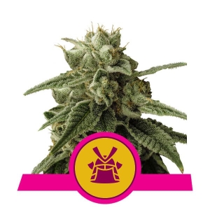 Royal Queen Seeds Shogun