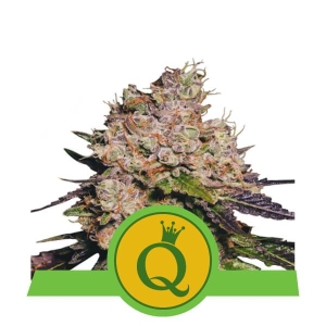 Royal Queen Seeds Purple Queen Auto