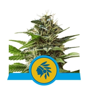 Royal Queen Seeds Tatanka Pure CBD