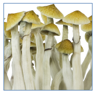 Innervisions Mushroom Growkit 'Easy' B+