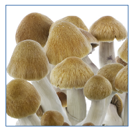 Innervisions Mushroom Growkit 'Easy' Ecuador