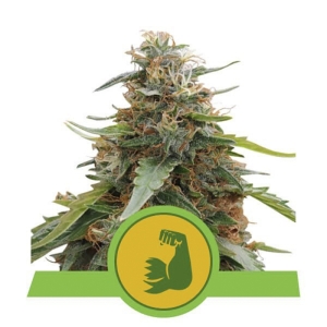 Royal Queen Seeds Hulkberry Autoflorescente