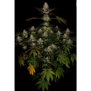 Paradise Seeds El Dorado OG