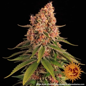 Barney's Farm Pink Kush