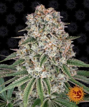 Barney's Farm Tropicanna Banana