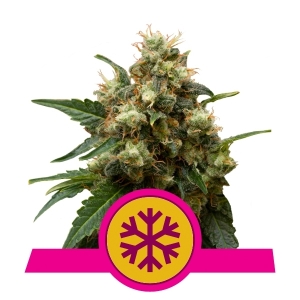 Royal Queen Seeds ICE - Indica Crystal Extreme