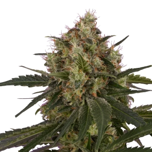 Royal Queen Seeds ICE - Indica Crystal Extreme