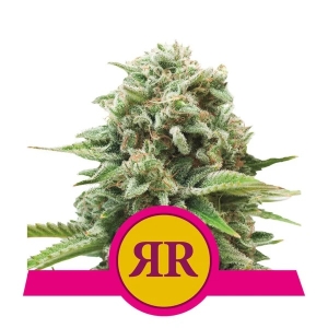 Royal Queen Seeds Royal Runtz