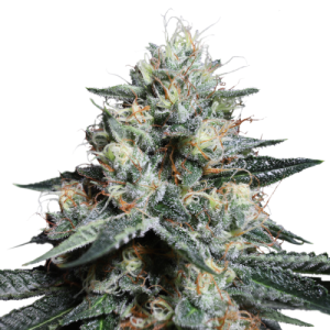 Super Sativa Seed Club Lava Freeze