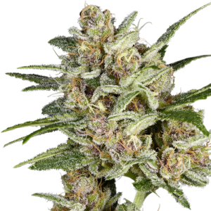 Super Sativa Seed Club Super Mad Sky Floater