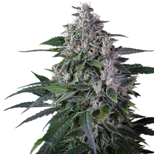 Super Sativa Seed Club Karel’s Haze