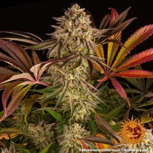 Barney's Farm Blue Sunset Sherbert