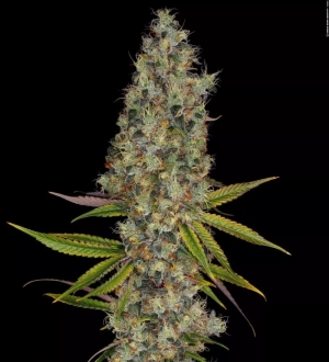 Paradise Seeds Rainbow Road 