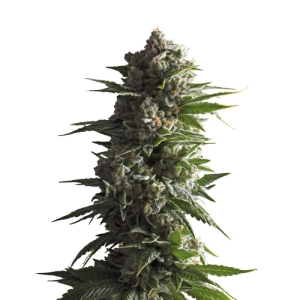 Growers Choice Tropicana Weddingcake Auto 