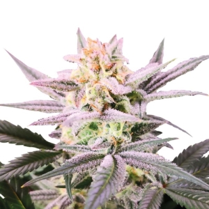 Growers Choice Watermelon Weddingcake Double XL Auto 