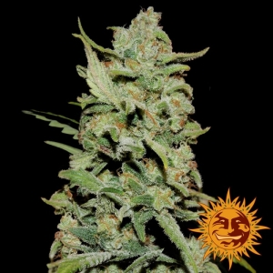 Barney's Farm Peyote Critical