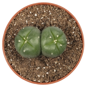 Sirius Mescalin Cacti Peyote Twins