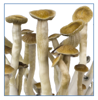 Innervisions Mushroom Growkit 'Easy' Thai