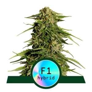 Royal Queen Seeds Epsilon F1