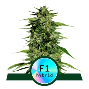 Royal Queen Seeds Hyperion F1