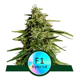 Royal Queen Seeds Milky Way F1