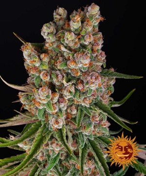 Barney's Farm GMO Auto