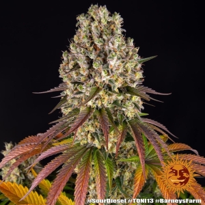 Barney's Farm Sour Diesel