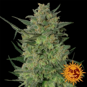 Barney's Farm Chronic Thunder