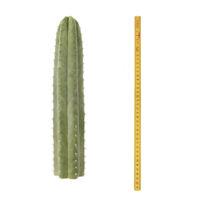 Sirius Mescalin Cacti San Pedro