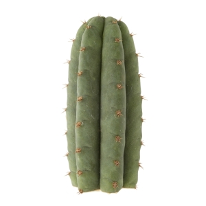 Sirius Mescalin Cacti San Pedro