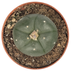 Sirius Mescalin Cacti Pejotl L.