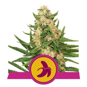 Royal Queen Seeds Fat Banana